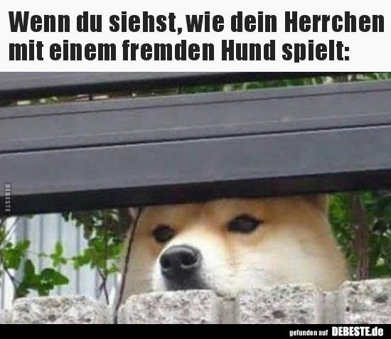 Wenn du siehst, wie dein Herrchen mit einem fremden Hund.. - Lustige Bilder | DEBESTE.de