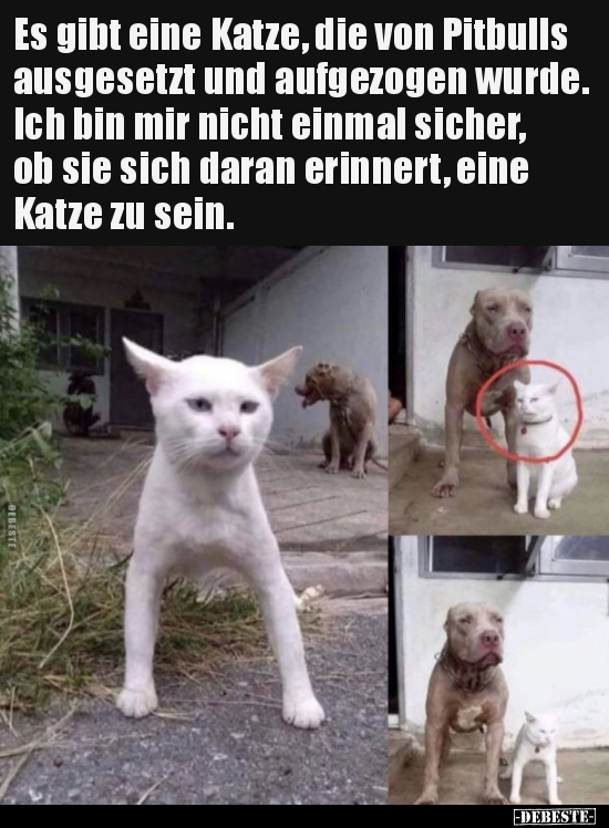 Es gibt eine Katze, die von Pitbulls ausgesetzt und.. - Lustige Bilder | DEBESTE.de