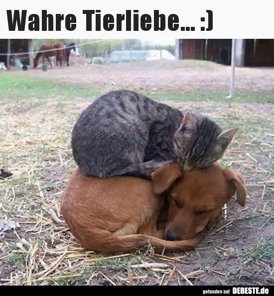 35+ Sprueche maenner nicht melden , Wahre Tierliebe... ) Lustige Bilder, Sprüche, Witze, echt lustig