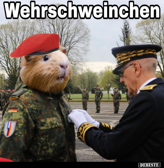 Wehrschweinchen.. - Lustige Bilder | DEBESTE.de