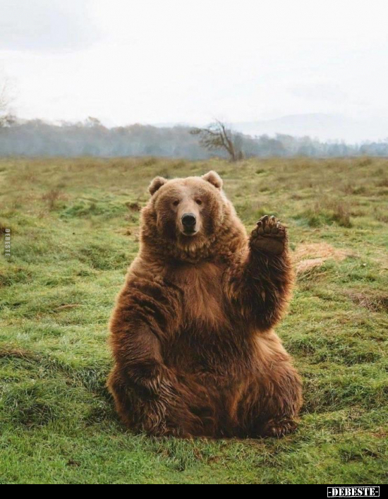  - Lustige Bilder | DEBESTE.de