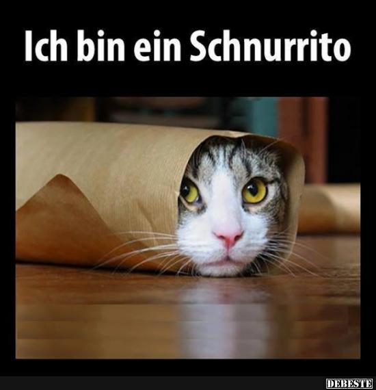 Ich bin ein Schnurrito. - Lustige Bilder | DEBESTE.de