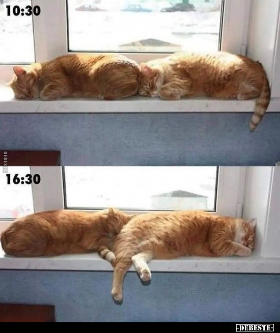  - Lustige Bilder | DEBESTE.de