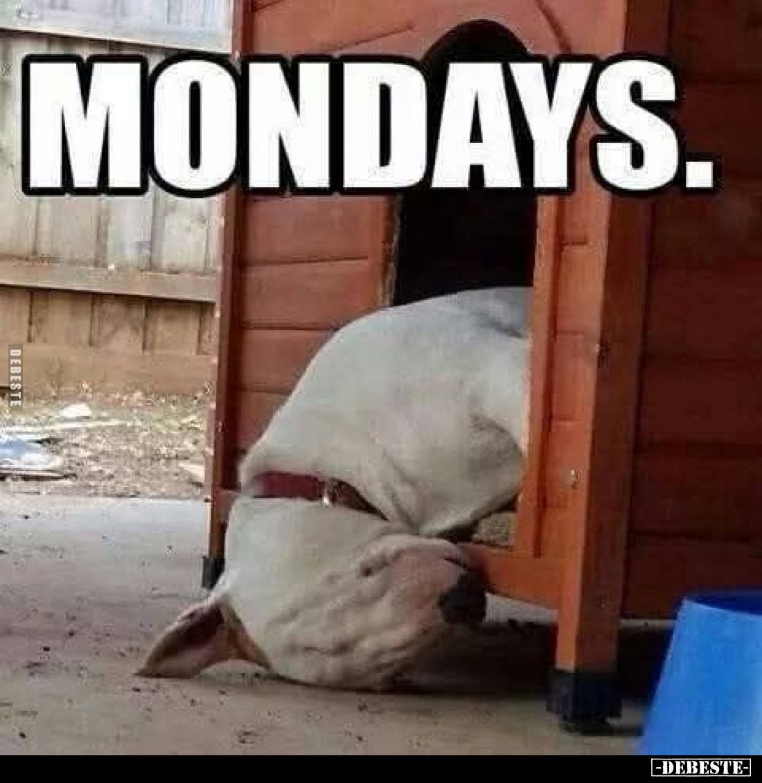 Mondays.