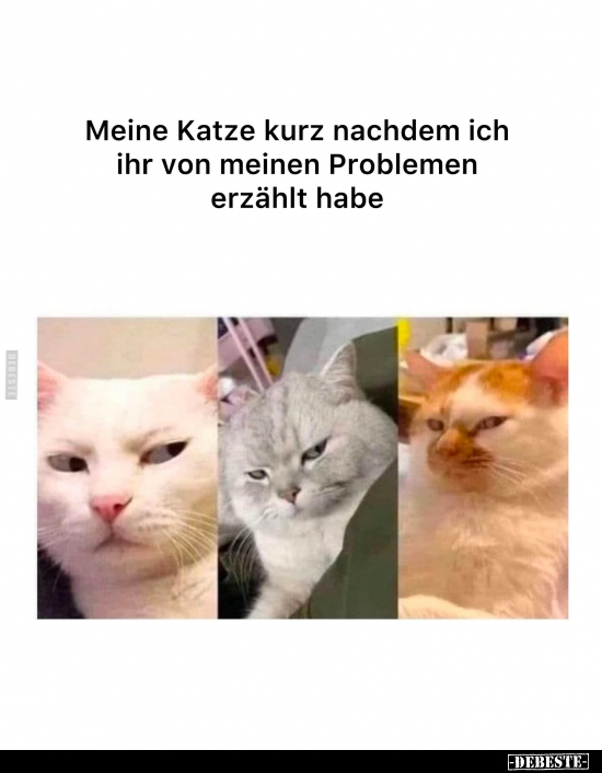 Katze