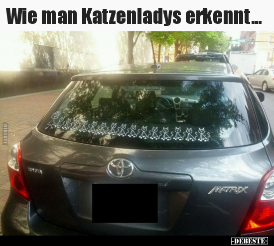 Wie man Katzenladys erkennt