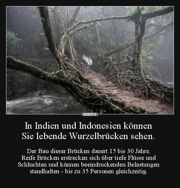 In Indien und Indonesien können Sie lebende Wurzelbrücken.. - Lustige Bilder | DEBESTE.de