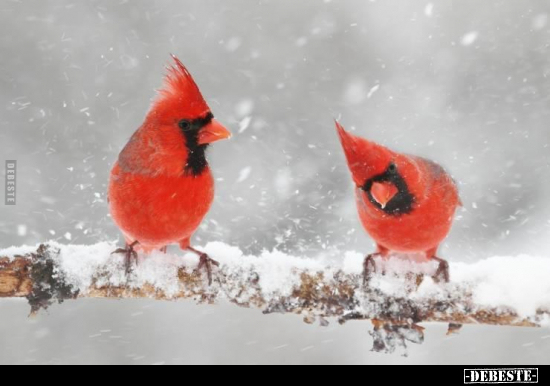  - Lustige Bilder | DEBESTE.de