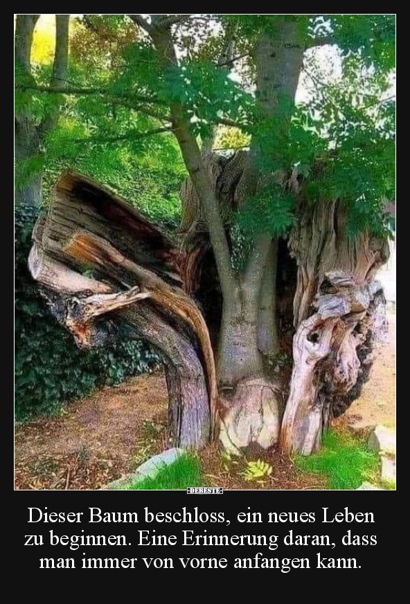 Dieser Baum beschloss, ein neues Leben zu beginnen.. - Lustige Bilder | DEBESTE.de