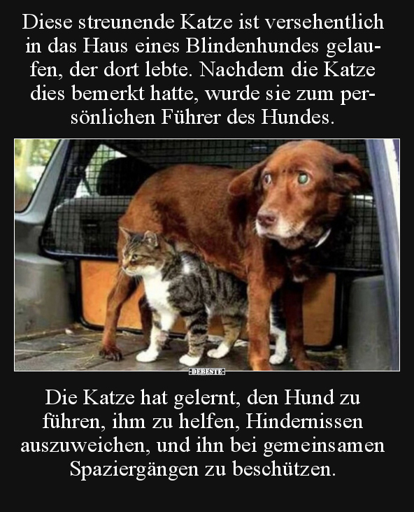 Diese streunende Katze ist versehentlich in das Haus eines.. - Lustige Bilder | DEBESTE.de