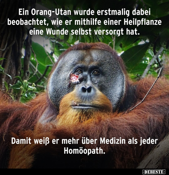 Ein Orang-Utan wurde erstmalig dabei beobachtet.. - Lustige Bilder | DEBESTE.de