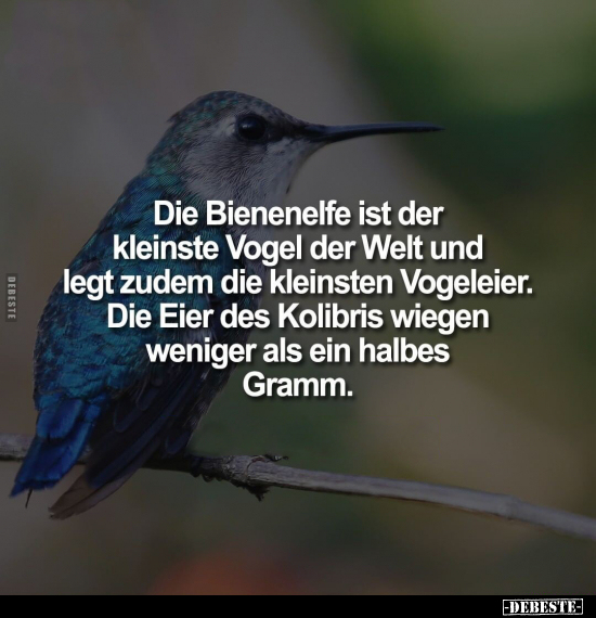 Die Bienenelfe ist der kleinste Vogel der Welt und legt.. - Lustige Bilder | DEBESTE.de