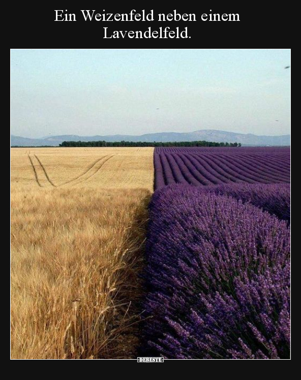 Ein Weizenfeld neben einem Lavendelfeld... - Lustige Bilder | DEBESTE.de