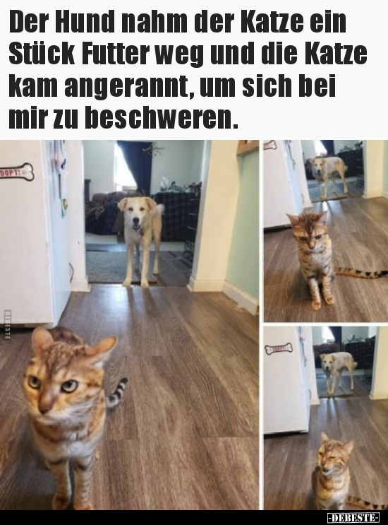 Lustige Bilder zum Thema: Katze, Hund