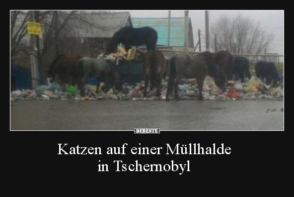 Katzen auf einer Müllhalde in Tschernobyl.. - Lustige Bilder | DEBESTE.de