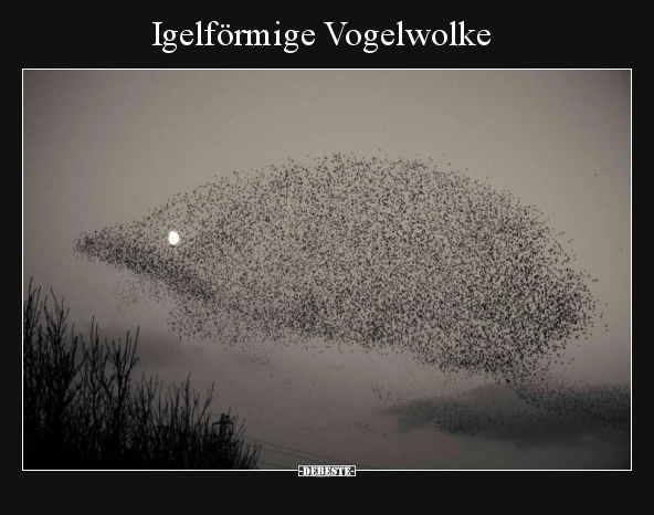 Igelförmige Vogelwolke.. - Lustige Bilder | DEBESTE.de