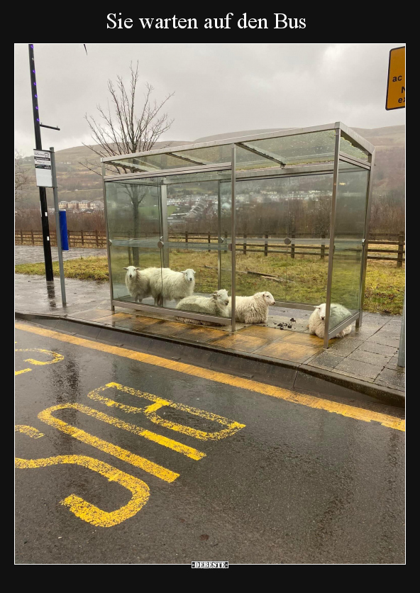 Sie warten auf den Bus.. - Lustige Bilder | DEBESTE.de