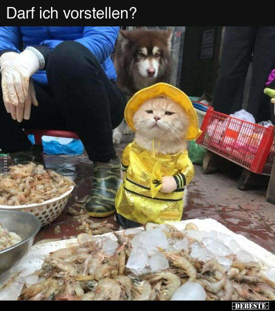 Darf ich vorstellen?..