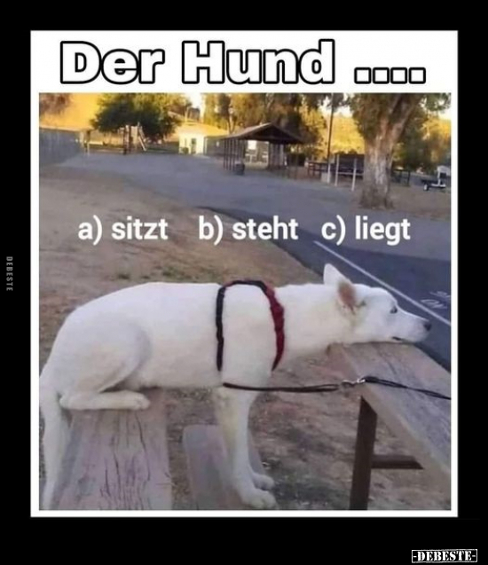 Der Hund... a) sitzt b) steht c) liegt. - Lustige Bilder | DEBESTE.de