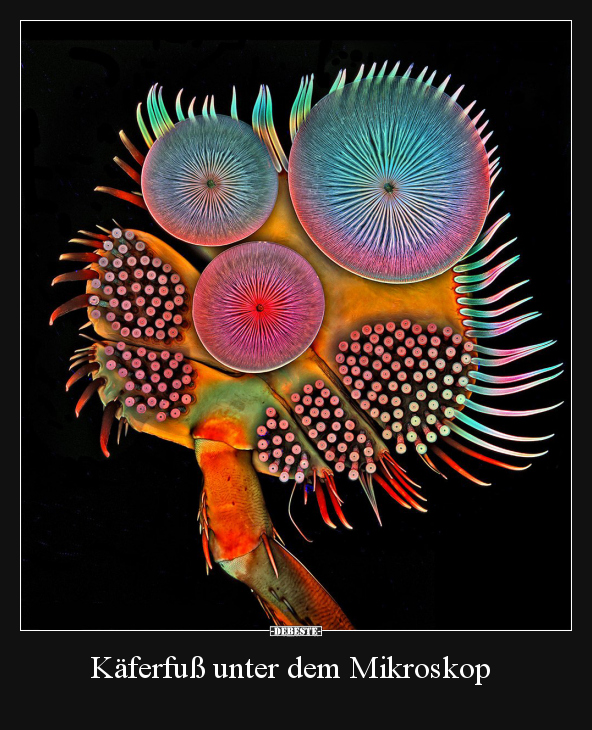Käferfuß unter dem Mikroskop.. - Lustige Bilder | DEBESTE.de