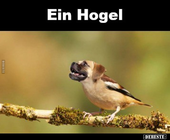 Ein Hogel...