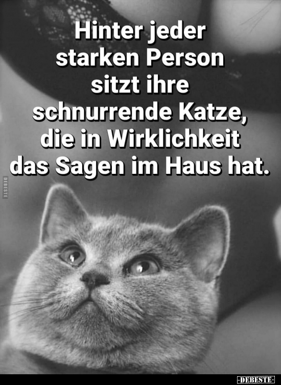 Hinter jeder starken Person sitzt ihre schnurrende Katze.. - Lustige Bilder | DEBESTE.de