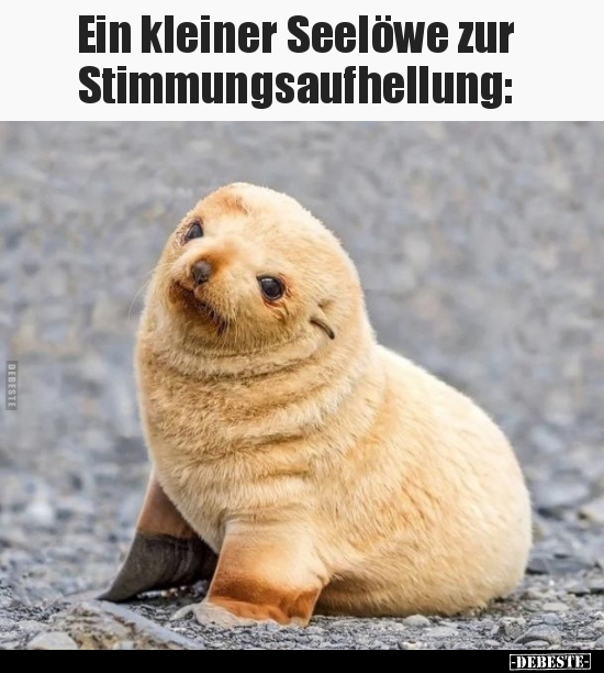 Ein kleiner Seelöwe zur Stimmungsaufhellung.. - Lustige Bilder | DEBESTE.de