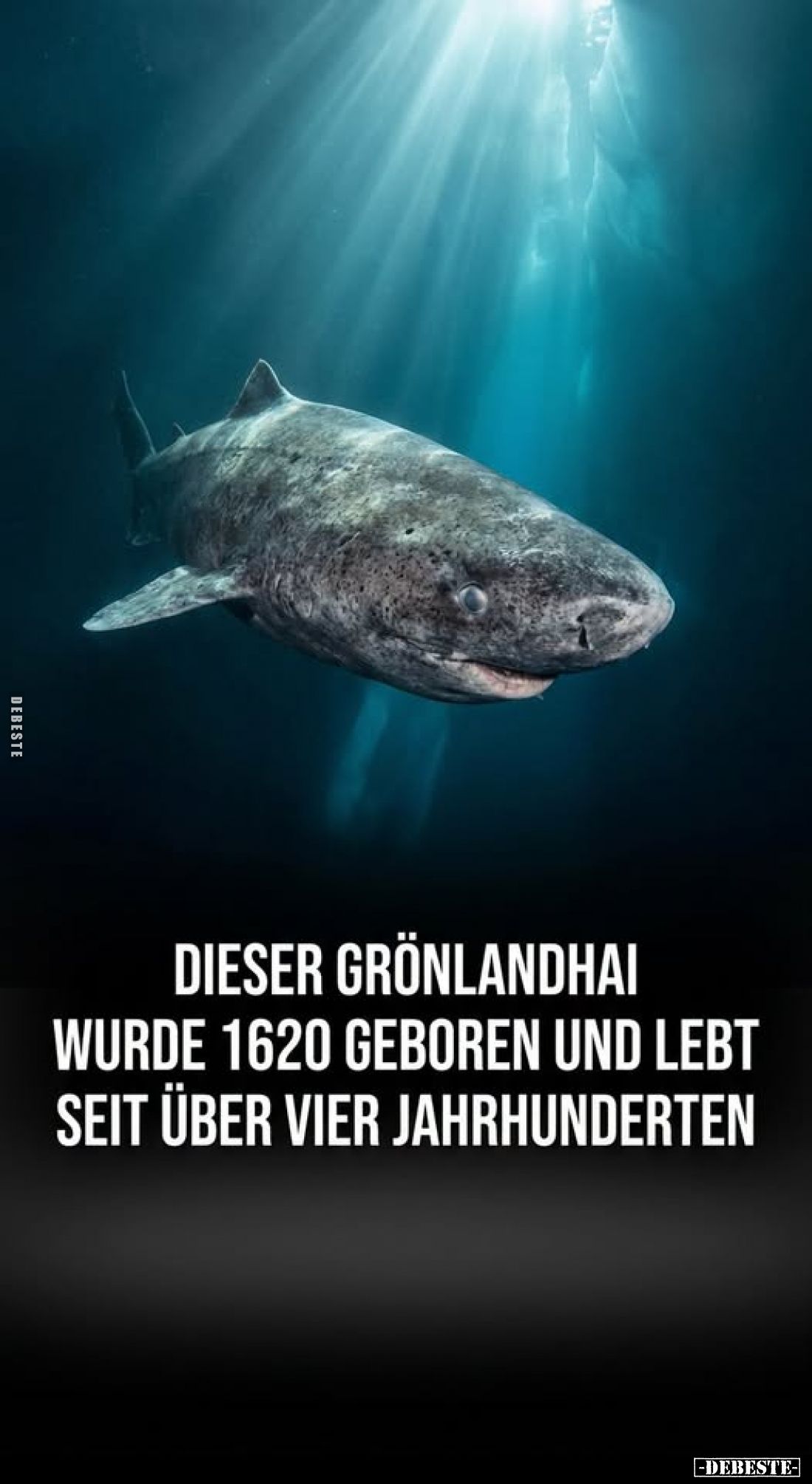 Dieser Grönlandhai wurde 1620 geboren und lebt seit über vier Jahrhunderten