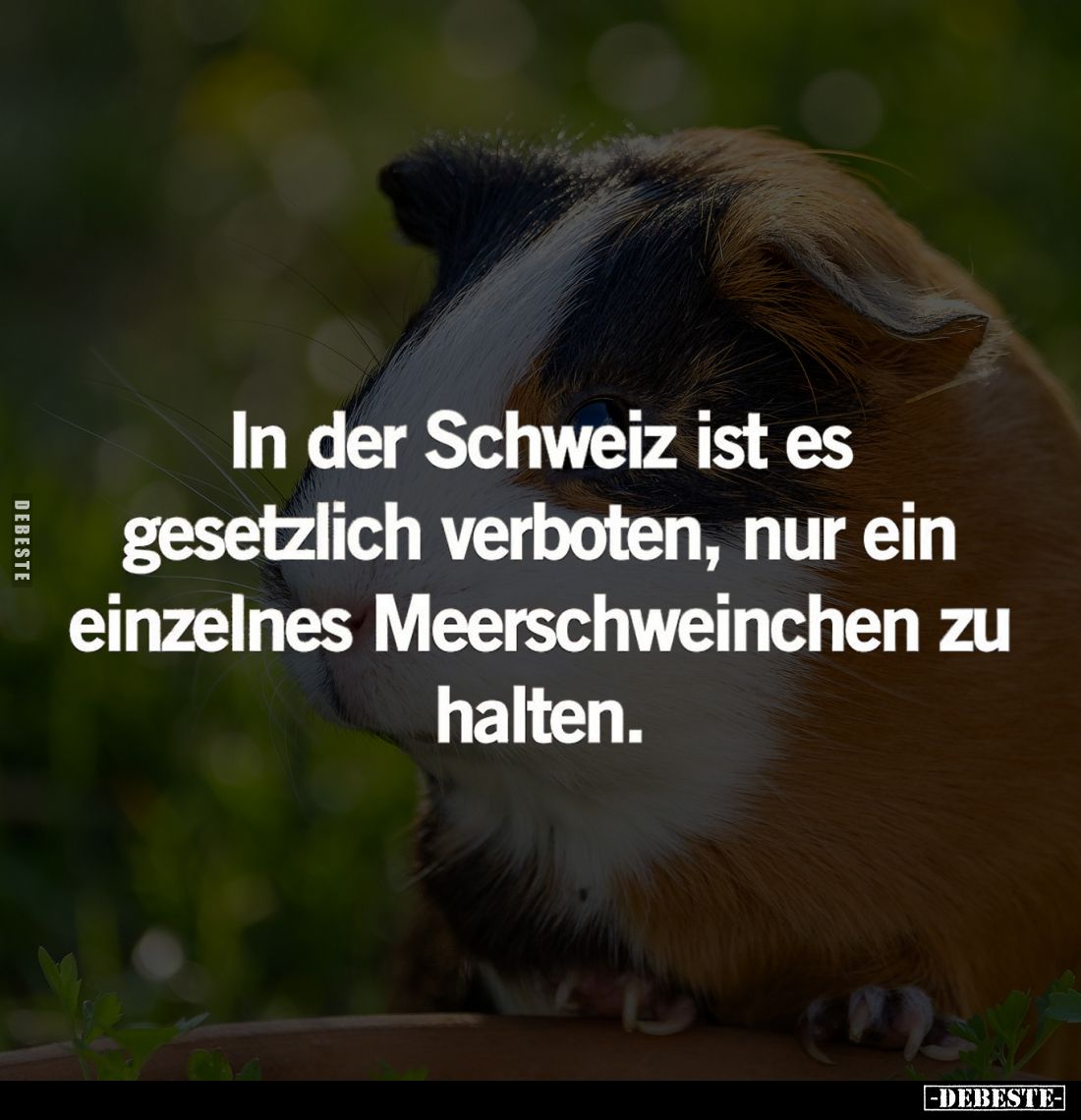 In der Schweiz ist es gesetzlich verboten, nur ein einzelnes Meerschweinchen zu halten.