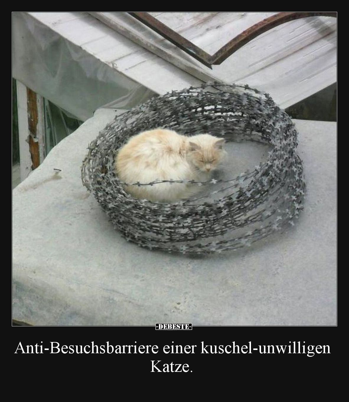 Anti-Besuchsbarriere einer kuschel-unwilligen Katze.