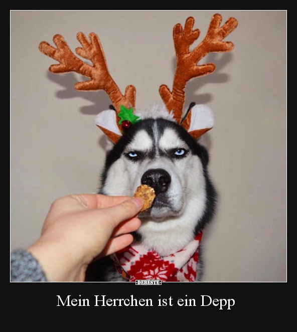 Mein Herrchen ist ein Depp..
