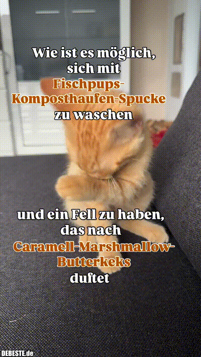 Wie ist es möglich, sich mit Fischpups-Komposthaufen-Spucke zu waschen
und ein Fell zu haben, das nach
Caramell-Marshmallow...