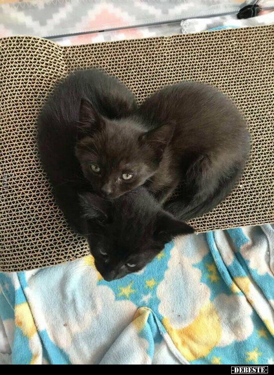  - Lustige Bilder | DEBESTE.de