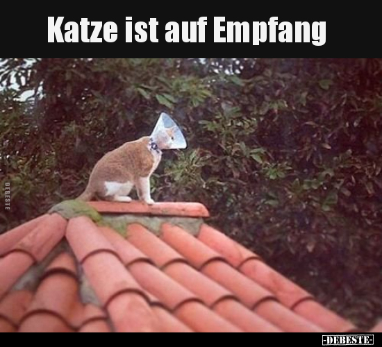 Katze ist auf Empfang.. - Lustige Bilder | DEBESTE.de