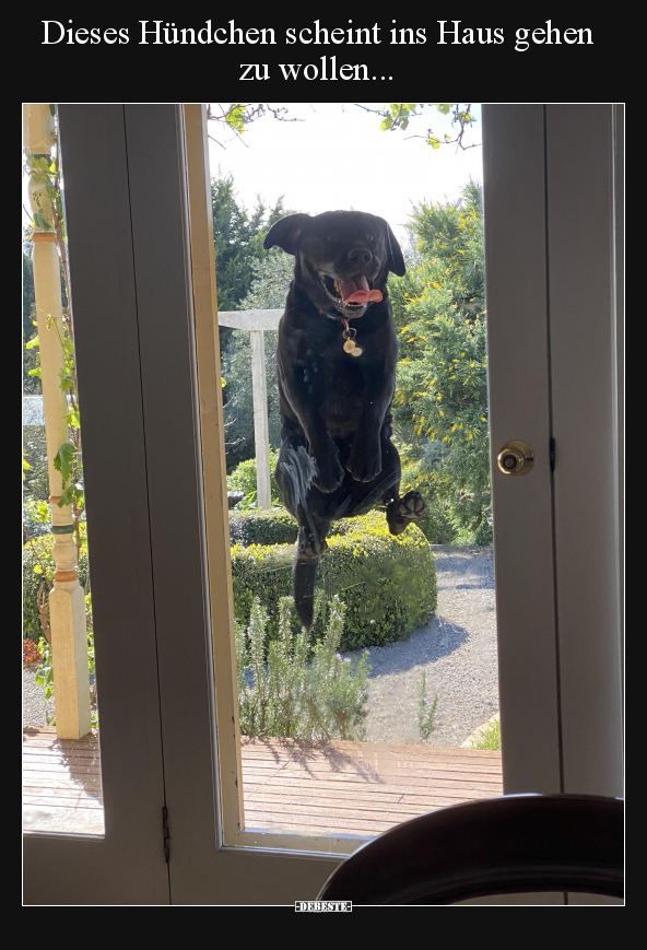 Dieses Hündchen scheint ins Haus gehen zu wollen... - Lustige Bilder | DEBESTE.de