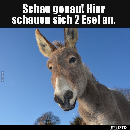 Schau genau! Hier schauen sich 2 Esel an... - Lustige Bilder | DEBESTE.de