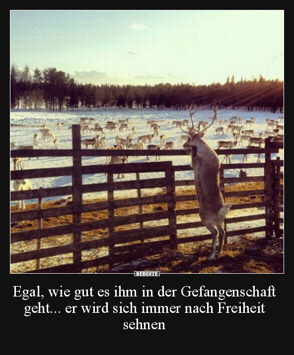 Egal, wie gut es ihm in der Gefangenschaft geht... er wird.. - Lustige Bilder | DEBESTE.de