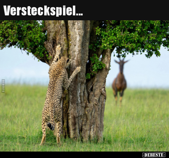 Versteckspiel... - Lustige Bilder | DEBESTE.de