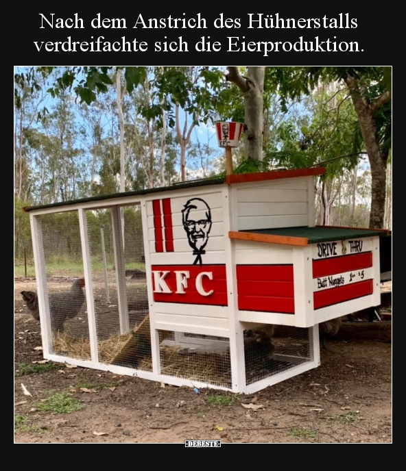 Nach dem Anstrich des Hühnerstalls verdreifachte sich die.. - Lustige Bilder | DEBESTE.de