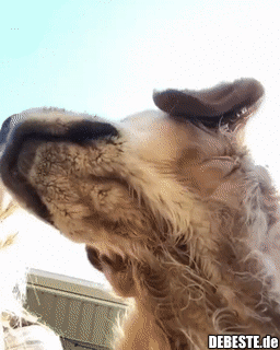 Wenn du versehentlich die Frontkamera einschaltest..