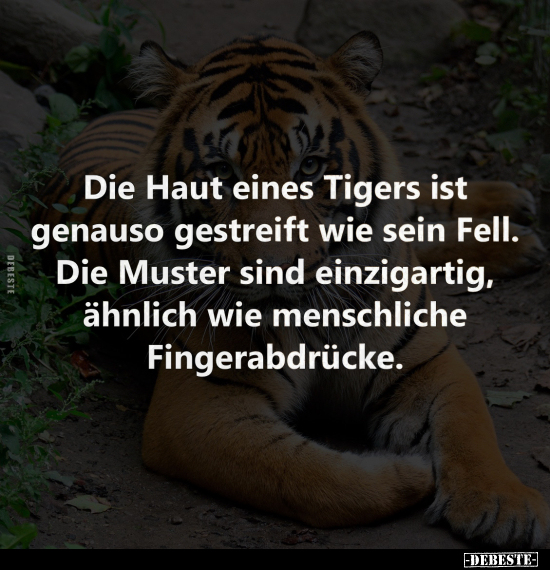 Die Haut eines Tigers ist genauso gestreift.. - Lustige Bilder | DEBESTE.de