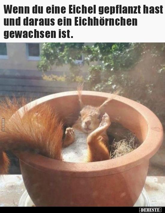 Wenn du eine Eichel gepflanzt hast und daraus ein..
