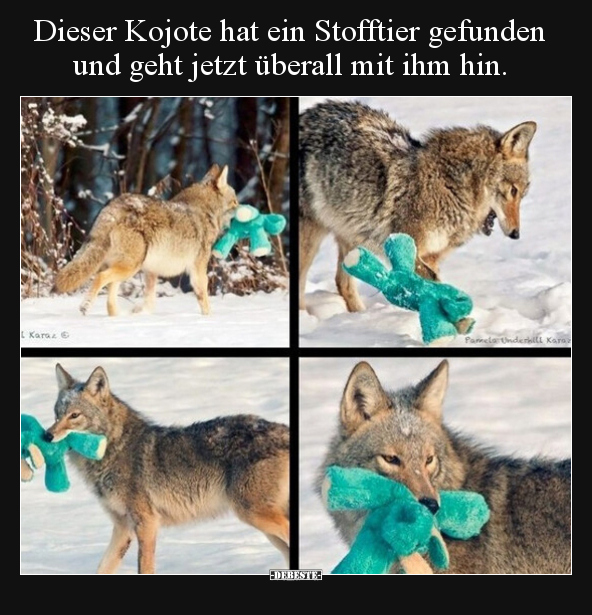 Dieser Kojote hat ein Stofftier gefunden und geht jetzt.. - Lustige Bilder | DEBESTE.de