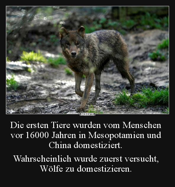 Die ersten Tiere wurden vom Menschen vor 16000 Jahren in.. - Lustige Bilder | DEBESTE.de