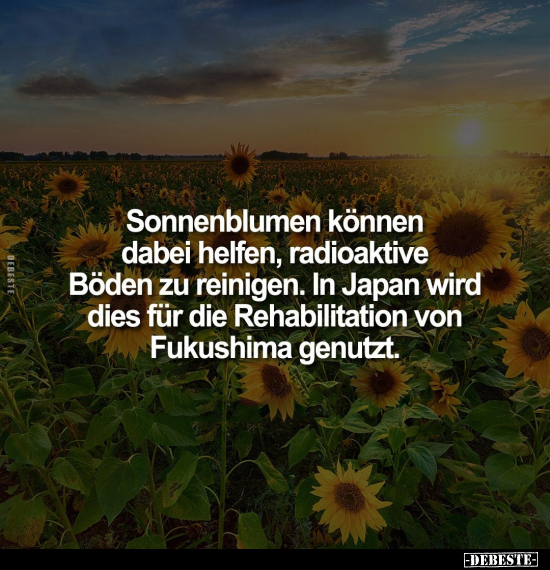 Sonnenblumen können dabei helfen, radioaktive Böden zu reinigen.. - Lustige Bilder | DEBESTE.de