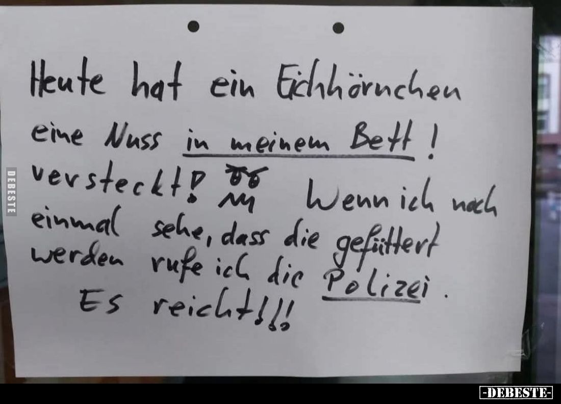 Heute hat ein Eichhörnchen eine Nuss in meinem Bett versteckt!
Wenn ich noch einmal sehe, dass die gefüttert werden rufe ich...