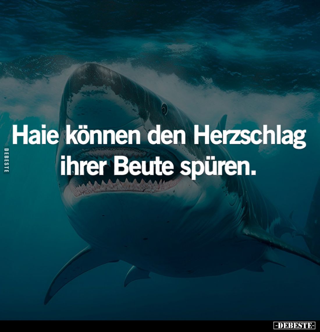 Haie können den Herzschlag ihrer Beute spüren.