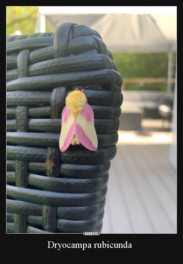 Dryocampa rubicunda..