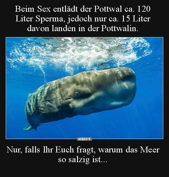 Beim S*ex entlädt der Pottwal ca. 120 Liter Sperma.. - Lustige Bilder | DEBESTE.de
