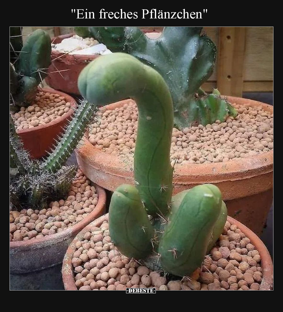 Ein freches Pflänzchen